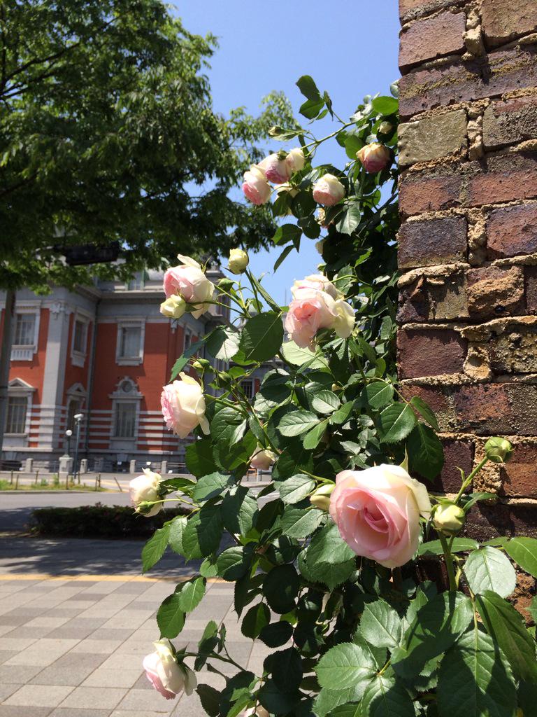 assam_h's tweet image. 中之島はバラの香りでいっぱいでした♪