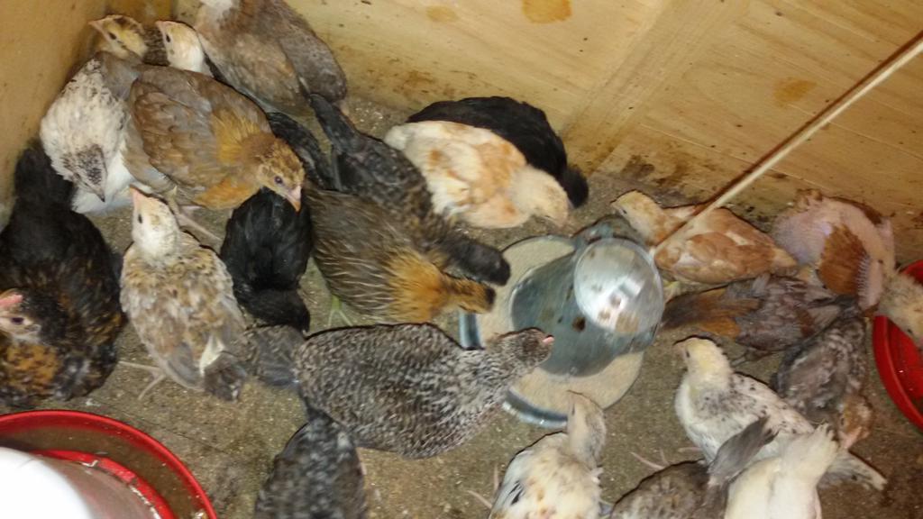 Month old improved kienyeji chicks. Order yours now at Kshs 250. Also week old at Kshs 150 and day old at Kshs 100.