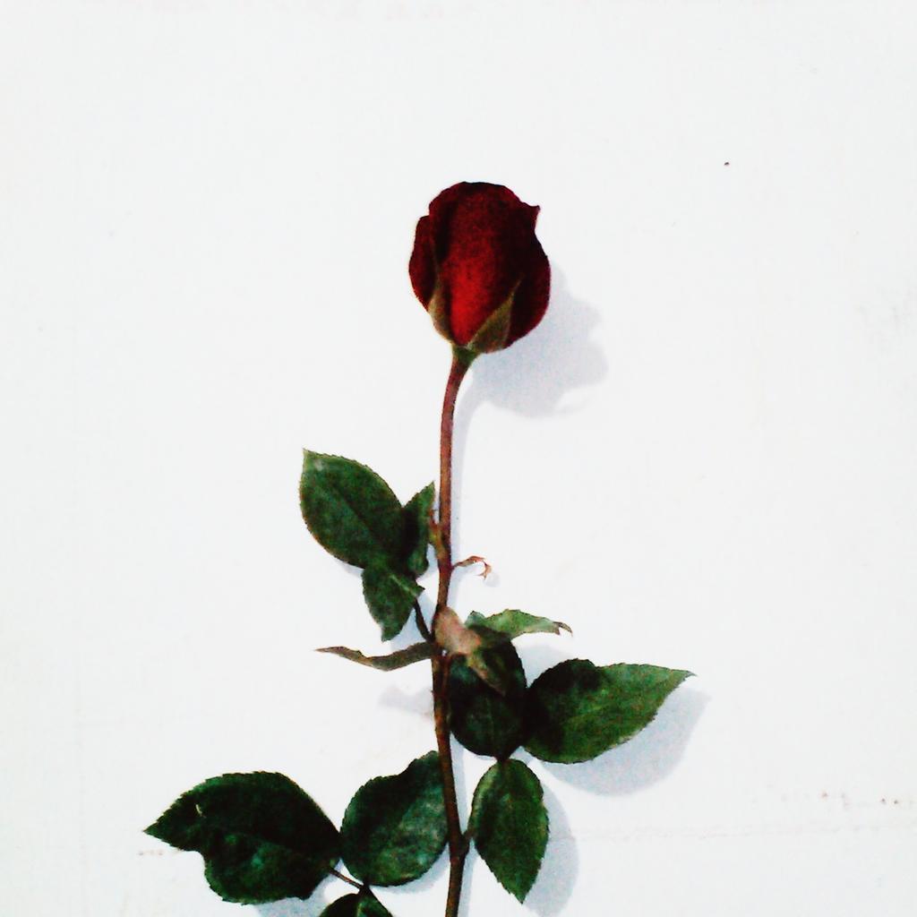 Happy Mother's Day! Share this rose to your mom to show how much you care.

Photo by © <a href="/iriszio/">Iris | Mother of Dragons 👑🇵🇭🐲</a>
#HappyMothersDay