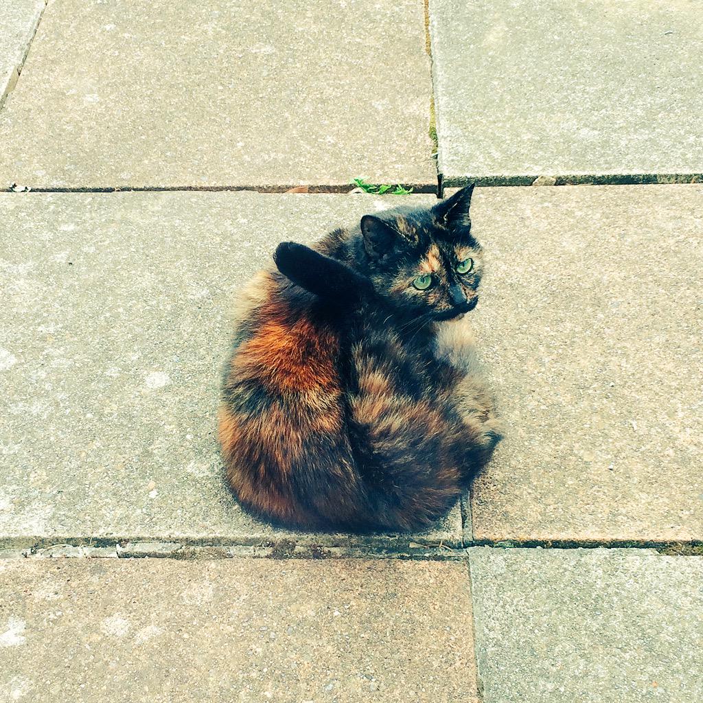 eleanorc's tweet image. Smitten doing some yoga on the terrace