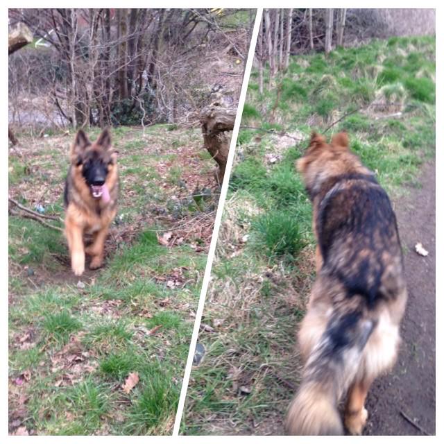 Crazypaws88's tweet photo. Been out with the lovely Gary boy a one year old German Shepard . #crazypawsdogwalkingandpetservice #uk #sheffield http://t.co/QMzHqsJcmy