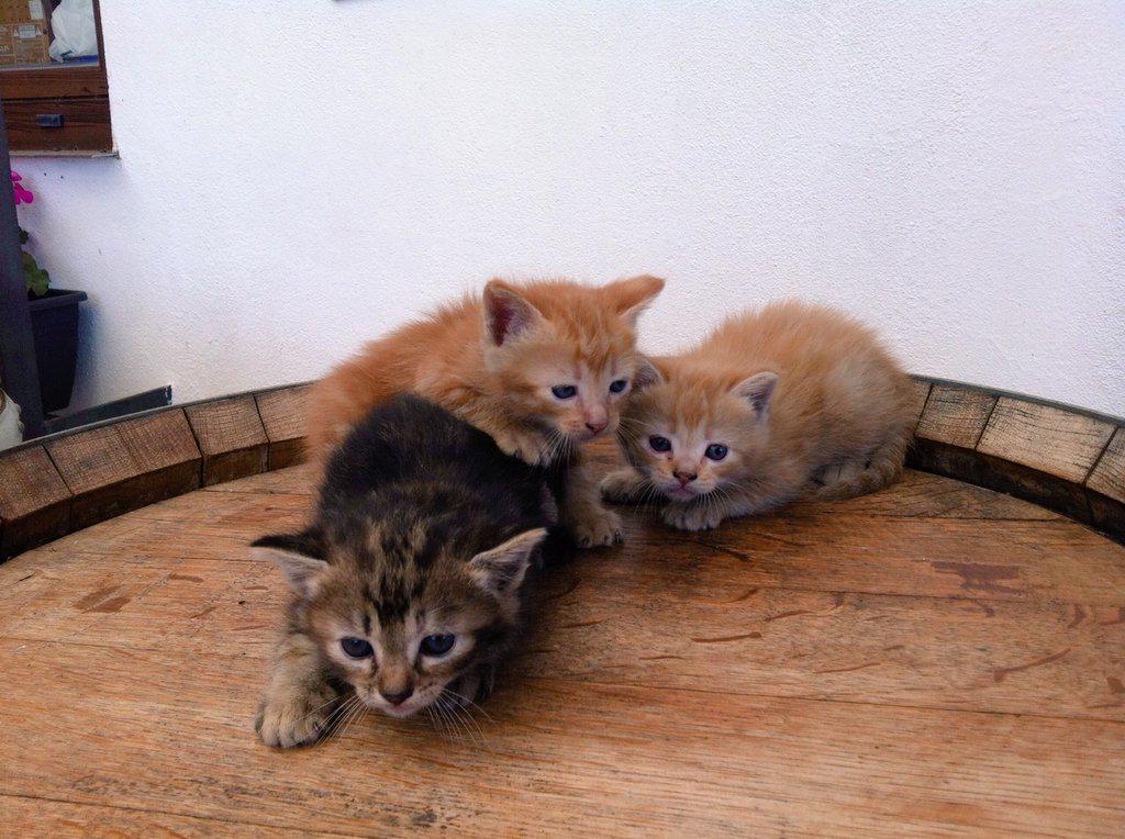 PauHache's tweet photo. Regalo gatitos con un mes de vida. Interesados md 📩📩 http://t.co/P7GUGl7VgW