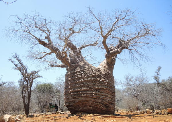 The Oldest Baobab in Madagascar? (1,600 years!) bit.ly/1JZ2tmM #botany