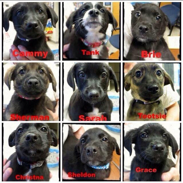 RedDogProjectCT's tweet image. Happy Mother's Day!! Love, our many PUPPIES!! Adopt them Saturday May 16-17 @oldsaybrook shopping center #MothersDay