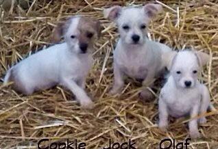 RedDogProjectCT's tweet image. Happy Mother's Day!! Love, our many PUPPIES!! Adopt them Saturday May 16-17 @oldsaybrook shopping center #MothersDay