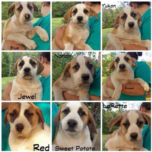 RedDogProjectCT's tweet image. Happy Mother's Day!! Love, our many PUPPIES!! Adopt them Saturday May 16-17 @oldsaybrook shopping center #MothersDay