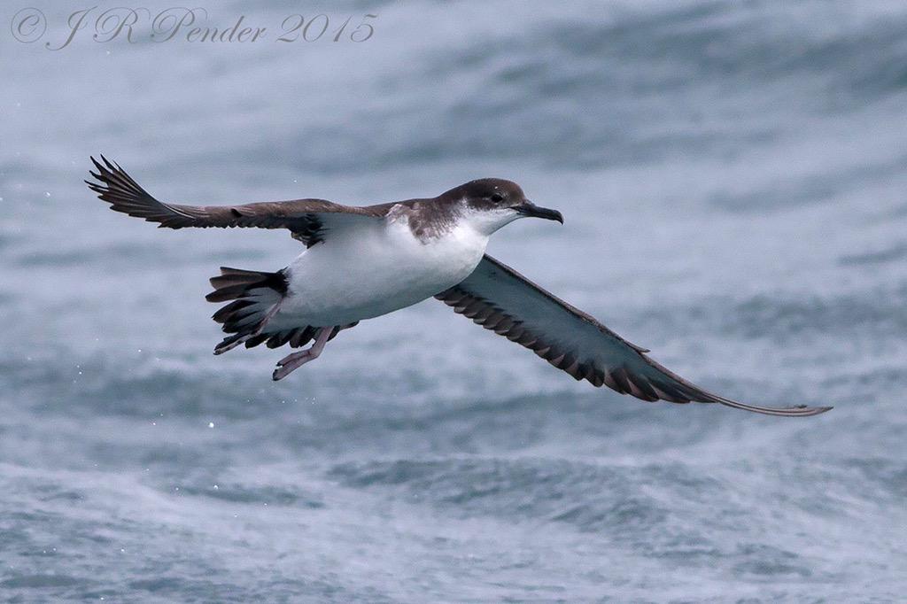Some of the Manx Shearwaters on this morning trip with <a href="/IWTScilly/">Will Wagstaff</a>
