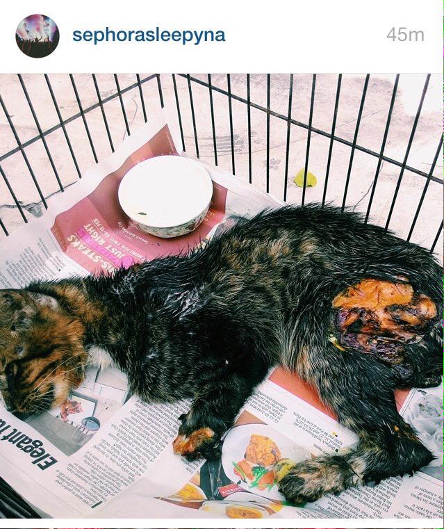 shasyaedora's tweet photo. Tuah, kucing yang kena potong kaki dan curah minyak panas tu dah mati 6.30pm tadi. thanks kepada yang doakan Tuah. http://t.co/ejnpRfVrCu