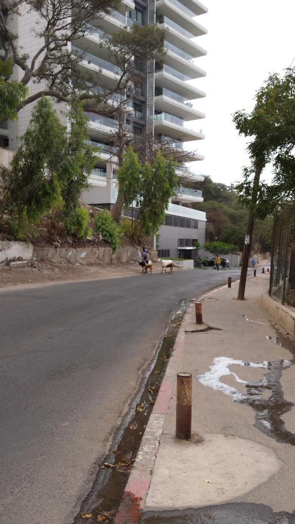 ShirGideon's tweet photo. Bonjour des chevreaux de Dakar http://t.co/g0JxKQybT6