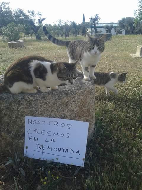 RCHerreruela's tweet photo. Desde la sierra de san pedro. También se vuelcan con el equipo. #GraciasAficion http://t.co/gt7ZavUeO4