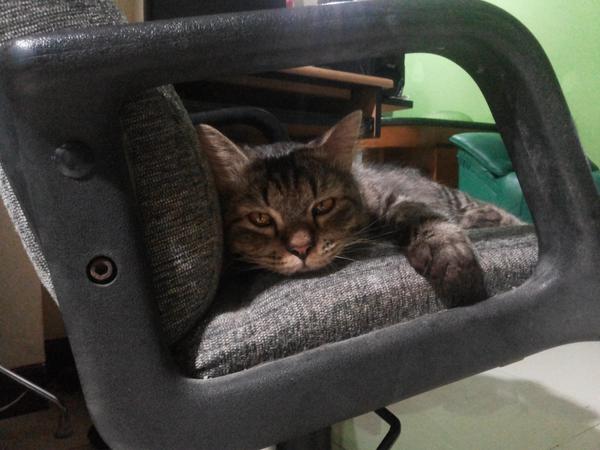 <a href="/GennisaMP_/">Gennisa M. Phalase</a> Aloha Meong Ipet 😻😽 lagi ngantuk berat ya? 😘😴 🐾 adopsi dari mana kak 😉