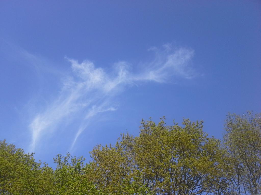 veenhj's tweet photo. Mooi-weer windveren/cirrus boven #steenwijk. Steekt prachtig af tegen frisgroen eikenblad en strakblauwe lucht. http://t.co/wcYfmbhKbc