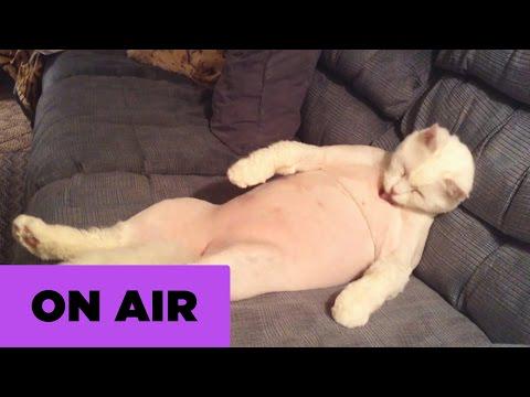 We Salute Super Fat Cats | AFV vid.staged.com/E6op #awesome #style