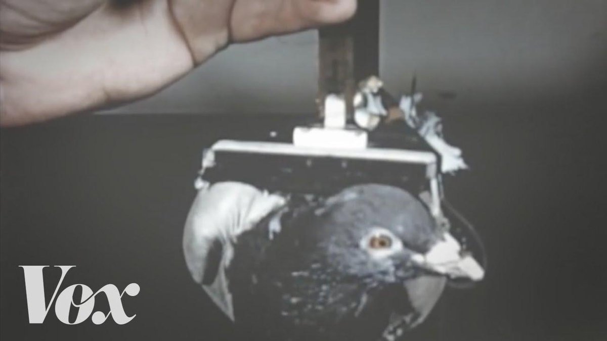 brainpump_net's tweet photo. Pigeons are really smart!
http://t.co/ZHBfNs0yDE http://t.co/RaHqf6RGdk