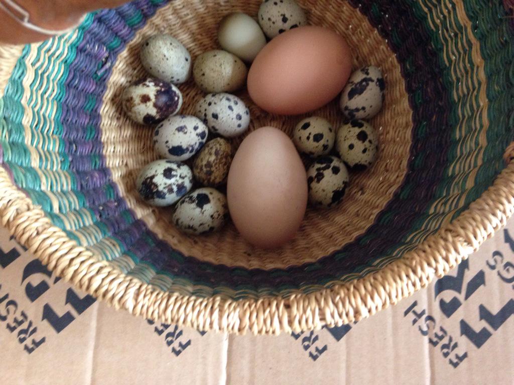 dippyeggfarmer's tweet image. The quail are certainly winning so far today! #EggCount :)