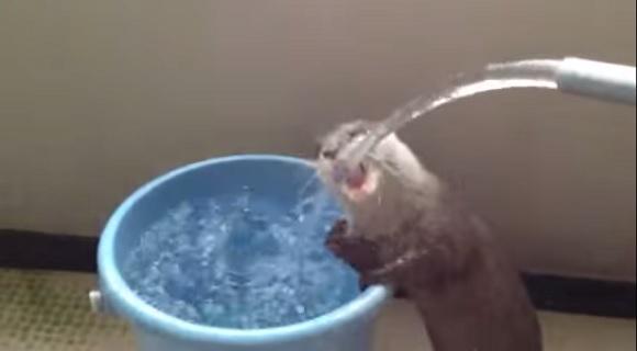wldswd's tweet photo. 【動画】ホースから出てくる水をがぶ飲みするカワウソ　http://t.co/IDng59e1nu http://t.co/ucCnwNGhWK