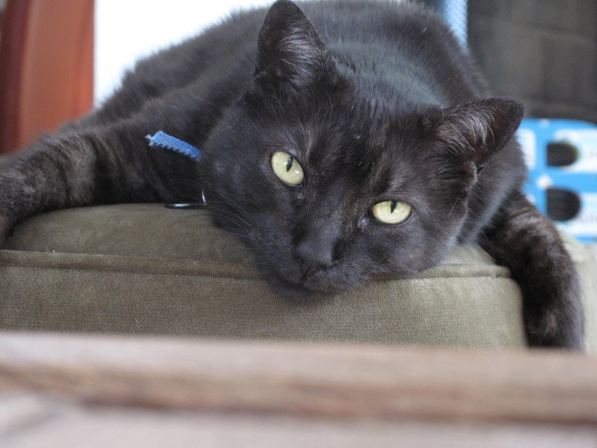 sarahcolonna's tweet photo. Happy Mother's Day! This was my baby but he's dead now.  #RIPMischief http://t.co/gaMNjbTdOX