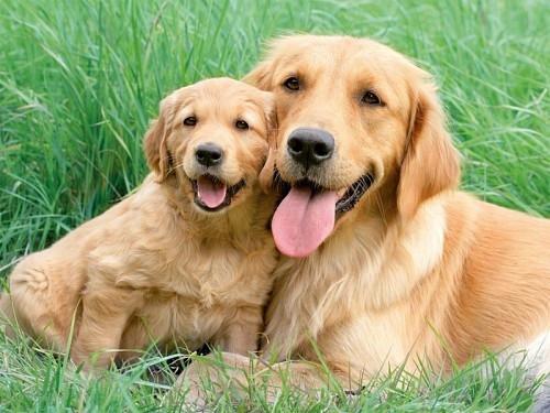 Carna4natural's tweet photo. There is nothing like a mother’s love.  Happy Mother’s Day to all the pet-mama’s out there! #HappyMothersDay http://t.co/xnAi7NiZTK
