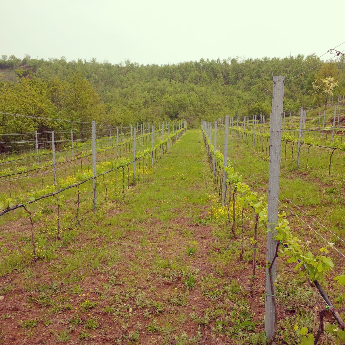 kantina_arberi's tweet photo. #KantinaARBËRI #Albania #AlbanianWine #Vreshtat #KoderRrëshen #ARBËRIWINE http://t.co/QKAfAyipJQ