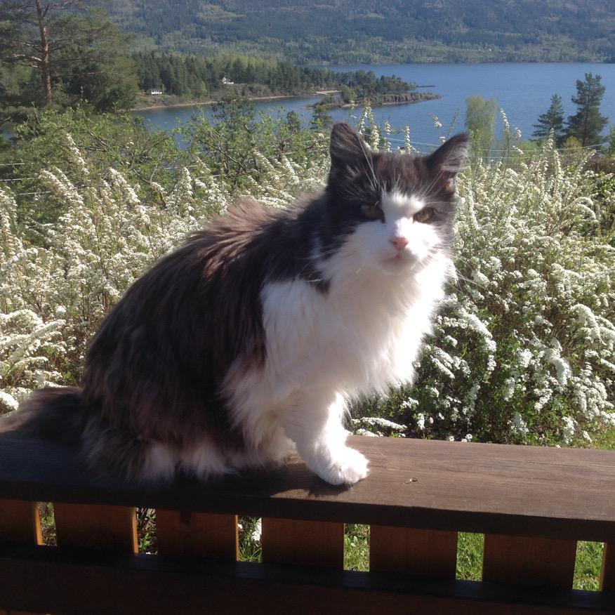 3ippi's tweet image. Lovely day at the cabin_^,,^_