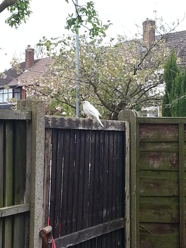 krlbrd's tweet image. White blackbird in our garden. #wrongcolour