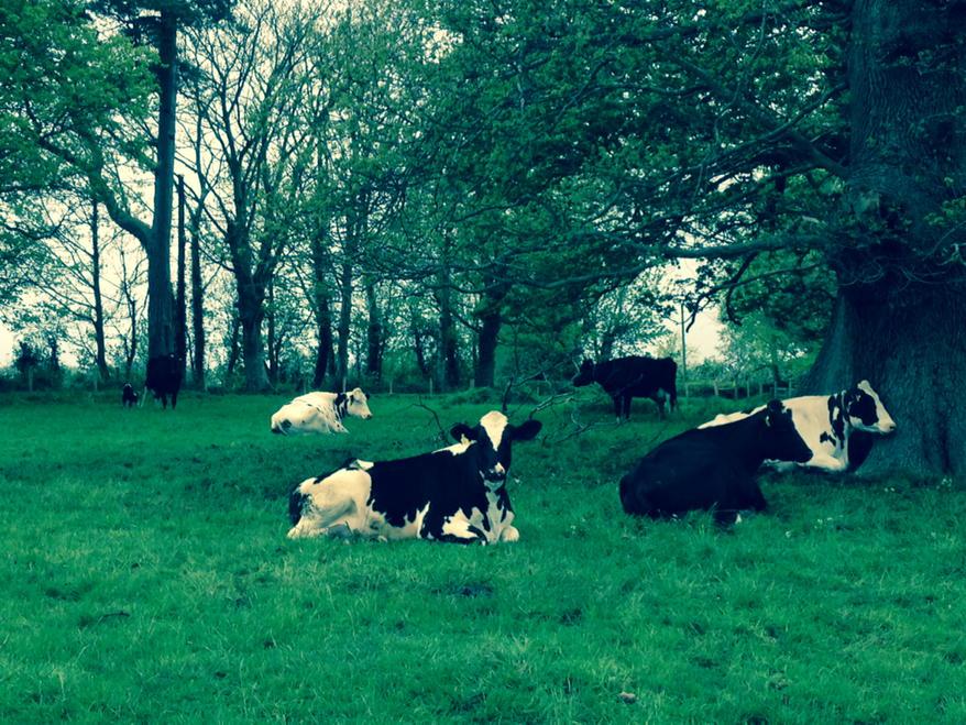 Willis_Farms's tweet photo. Incalf cows this morning picking a dry spot to lie down, hard to beat a few mature trees about a farm. http://t.co/DPK8Q9ZHHV