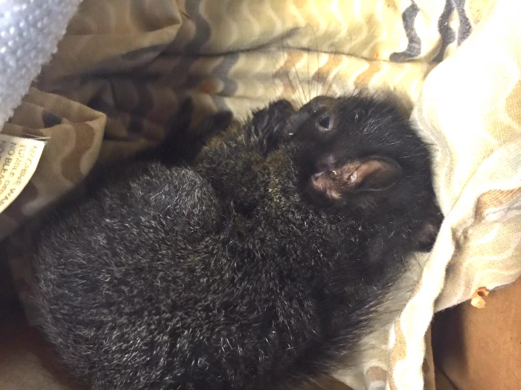 matela50's tweet photo. Trying to nurse this little guy back to health #SquirrelWhisperer @FinleyQL http://t.co/uwMIAqfd8W