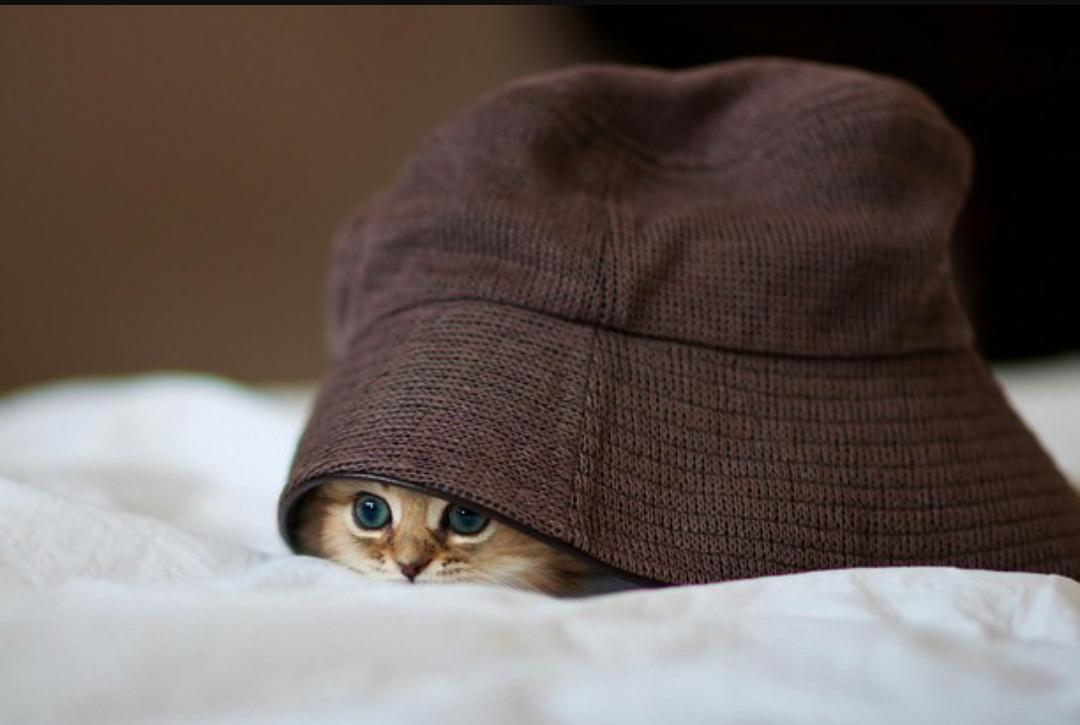 <a href="/zilevandamme/">Phumzile Van Damme</a> <a href="/NMakoba/">Ntomboxolo Makoba-Somdaka</a> <a href="/SakinaKamwendo/">Sakina Kamwendo</a> My My My, how the stakes have changed. ANC be watching the #DACongress like...