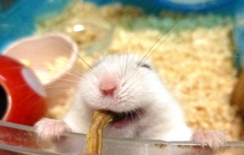 Ham0000113's tweet photo. ハムスターにもいろんな顔や性格があって、見ていて飽きないんだよね。こんな変な顔もするし。(同一ハムだよ) http://t.co/8z4J6gOo6S