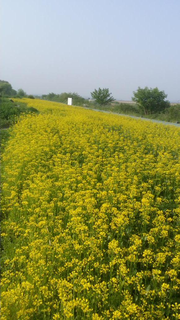 #성남시 탄천 유채꽃길 500미터 구경오세요
태평1동 태평습지에 있어요 연꽃.작약꽃.보리밭
사잇길도 걸으면 옛 추억이 아련히 떠오를것 같아요. 여름으로 가는 길목에 사진 남겨야죠.