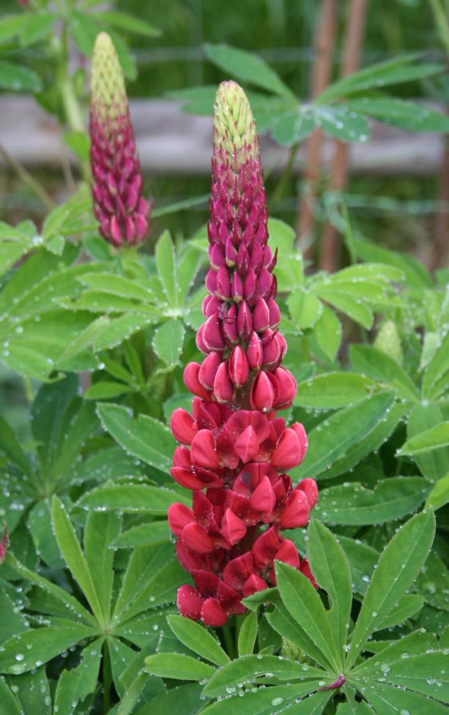 EdenVivace's tweet photo. Lupins are starting to look good, here's 'The Pages' and 'The Governor'. http://t.co/AZFryBXXgU