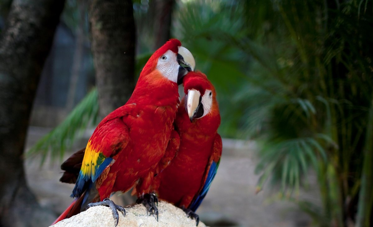 XcaretPark's tweet photo. Muchas maravillas hay en el mundo, pero la obra maestra es el corazón de una madre. ¡Felicidades Mamá! http://t.co/GVkQiEtamU