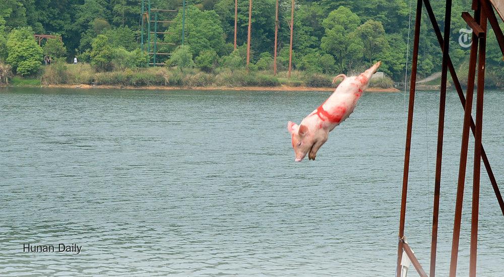 nytimes's tweet photo. Pigs cannot fly, but they can dive http://t.co/nmJ2vkhnrT http://t.co/lzUZajUpl5