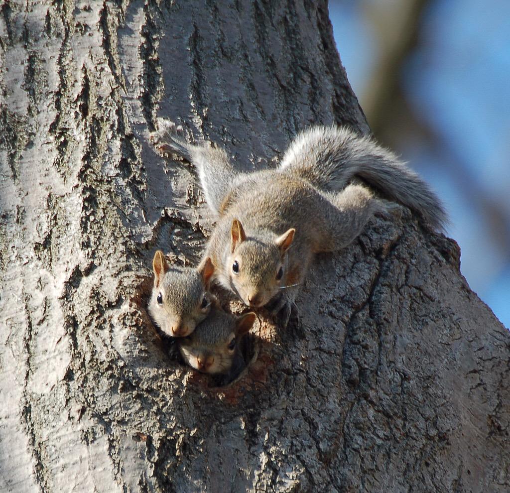 Squirrel Pics (@squirrel_pix) on Twitter photo 