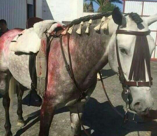 manueljmontes's tweet photo. El respeto real que los antitaurinos tienen a los animales se define en imágenes como ésta... Es su obra, así son... http://t.co/imE72U4G16