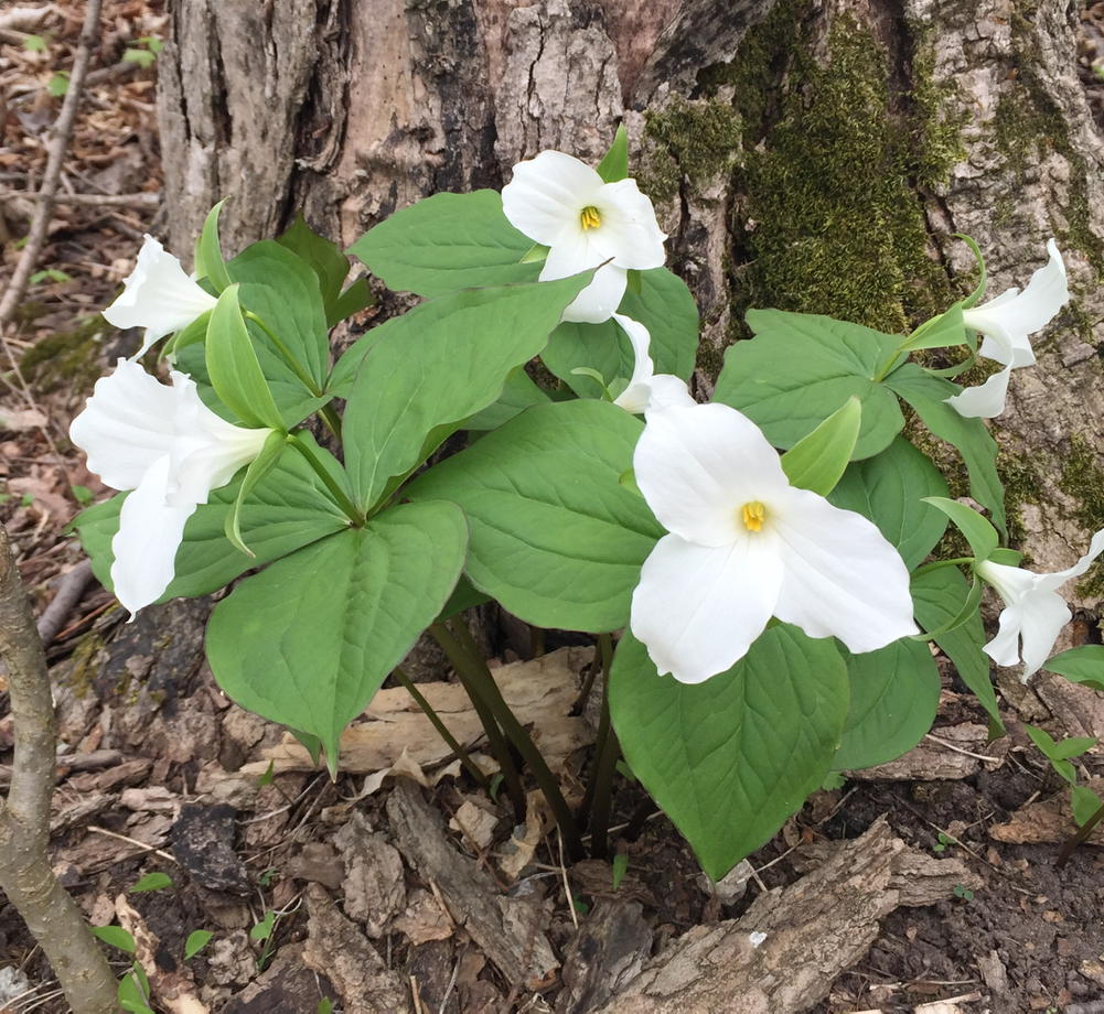 samour7's tweet image. Great hike