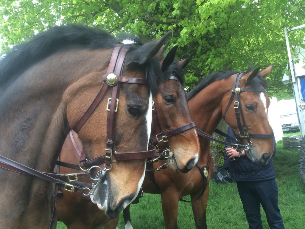 TheHorseArtist's tweet photo. The real beauties of #MMBHT2015 #BadmintonHorseTrials @ASPoliceHorses inspiration for my nxt portrait I think! http://t.co/c3nwLYBSLU