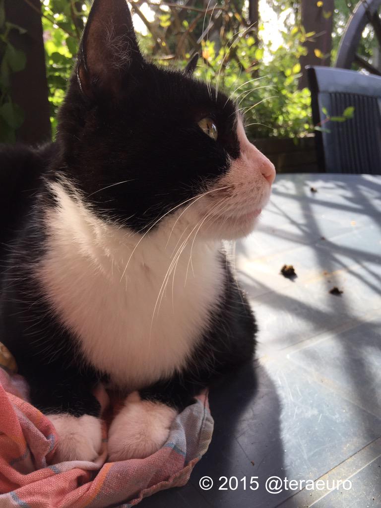 hugo4de's tweet photo. Hugidad is home 😻 happy Hugo @dwarfgarden @MyFourCats1 @Hatschebutz @kater_leo @wurzel260654 @glay5290 @masaotom http://t.co/7iJHh2NNLb