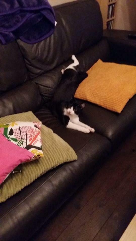 royisacat's tweet photo. #ComfortZone http://t.co/aVGavRbQfU