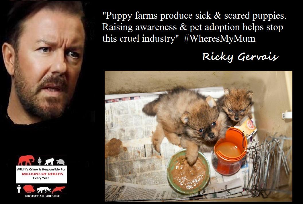Protect_Wldlife's tweet photo. Help put cruel puppy farmers out of business. Go to your local rescue centre and adopt instead! #AdoptDontShop http://t.co/My4DVLdWno