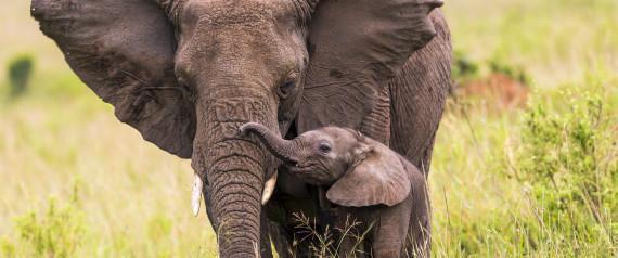 For Mother's Day I'm thinking of the many orphaned baby elephants without their moms or families due to poaching.