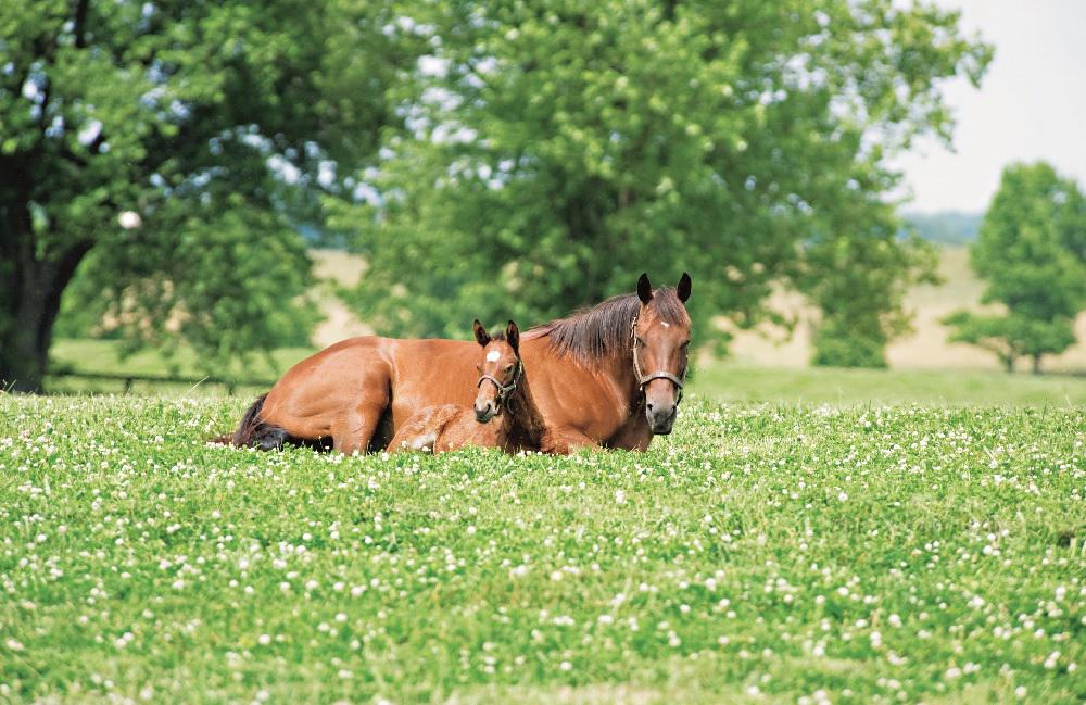 Happy Mother's Day! Thanks to all of those moms and caretakers out there, two and four legged! Photo by Dell Hancock.
