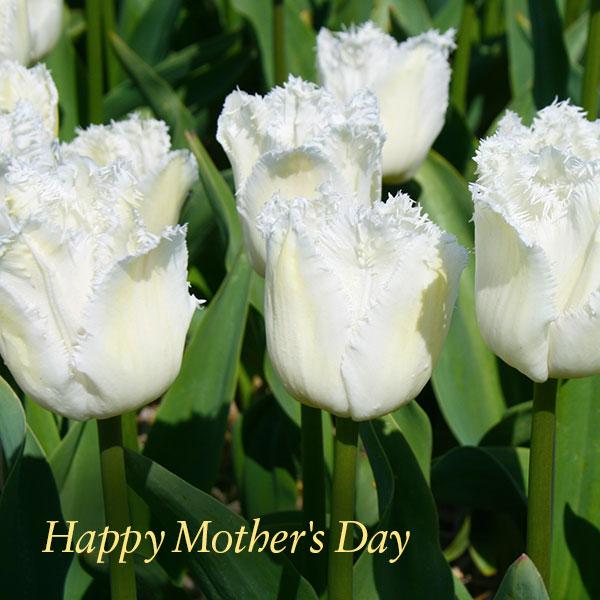 HALcruises's tweet photo. Happy Mother's Day! How are you celebrating Mom today? #MothersDay  http://t.co/bB6RSd34Pe http://t.co/jFvNsP0bGi