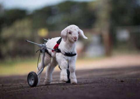 dailygoats's tweet photo. First steps 🐑👏 http://t.co/ABhYRscDKg