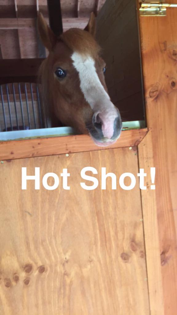 barlowrj2000's tweet photo. Got two horses today!! BEST MOTHERS DAY EVER! #NotEvenAMom http://t.co/voi8QgJkHx