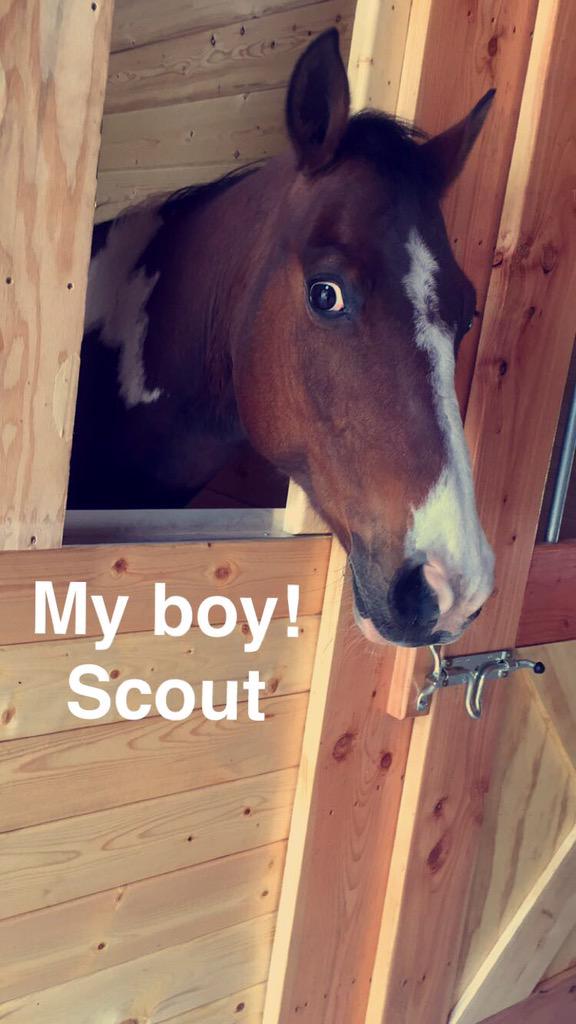 barlowrj2000's tweet photo. Got two horses today!! BEST MOTHERS DAY EVER! #NotEvenAMom http://t.co/voi8QgJkHx