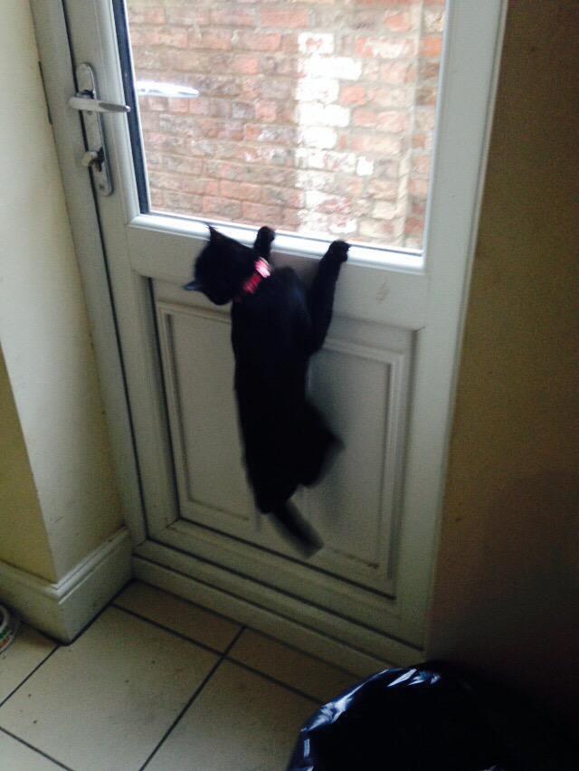 EldonTheCat's tweet photo. #mufasamoment http://t.co/jLVqhNDCuI