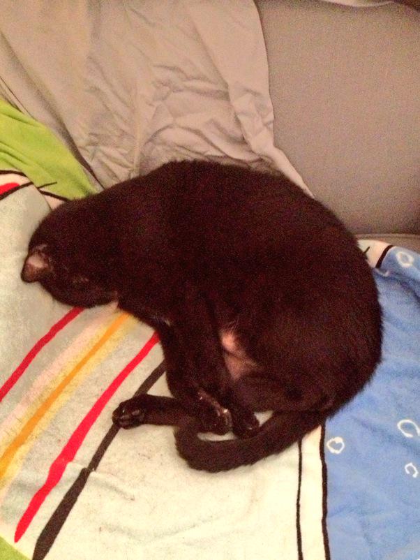 DylCat1's tweet photo. *curls up for nap before #Purrs4Peace* #NCXP http://t.co/YtBUKLsRQJ
