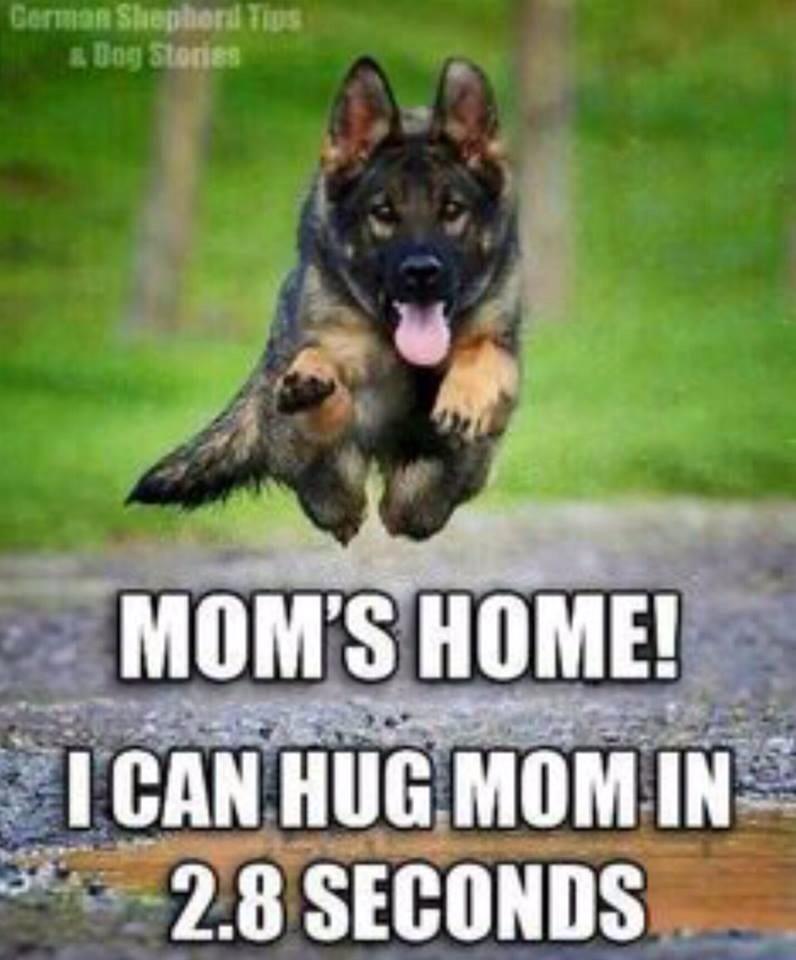 happy mothers day german shepherd