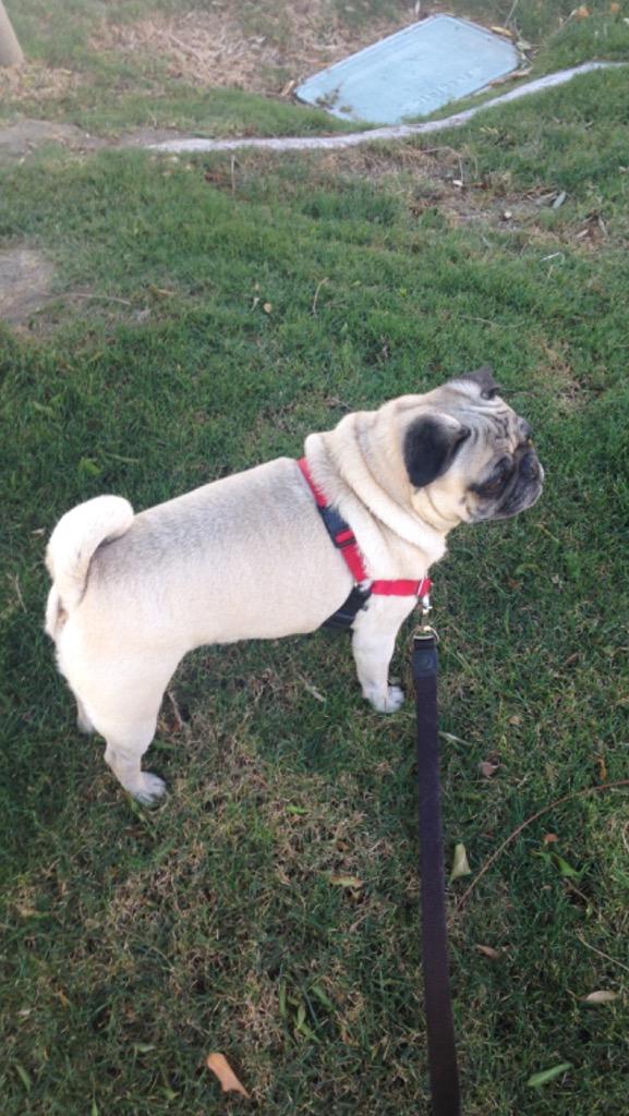 Took Mom for a Mother's Day walk! She loved it!! #puglife